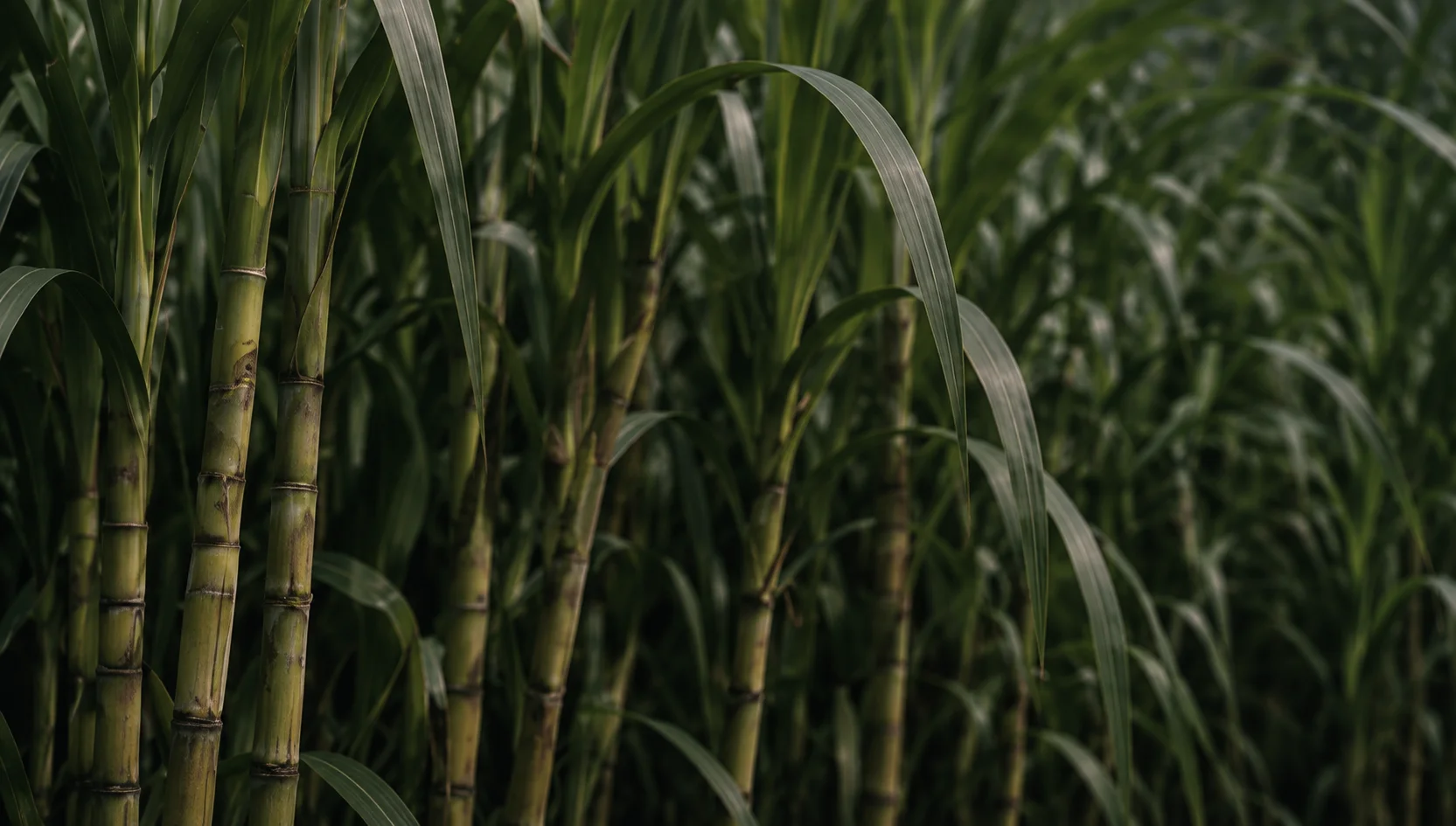 Green stalks and arching leaves in a sugarcane field